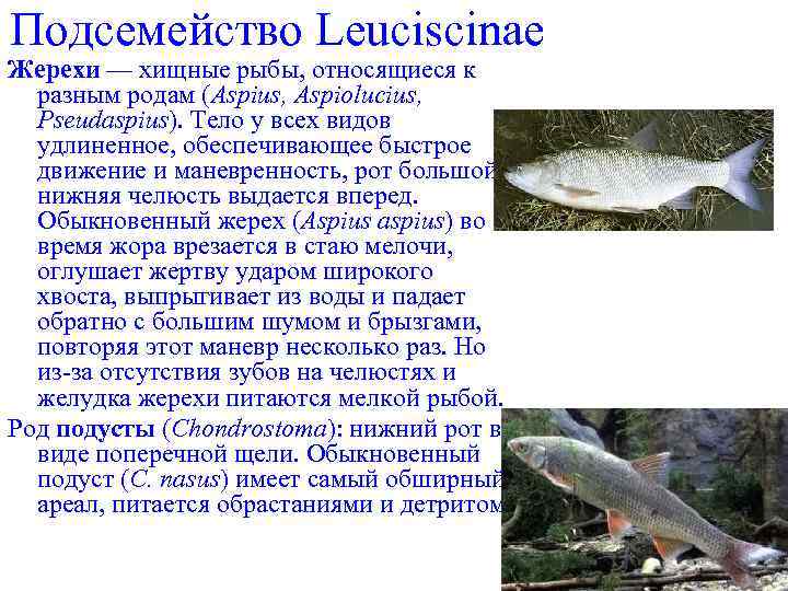 Подсемейство Leuciscinae Жерехи — хищные рыбы, относящиеся к разным родам (Aspius, Aspiolucius, Pseudaspius). Тело