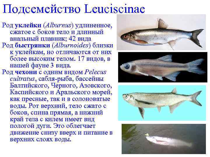 Подсемейство Leuciscinae Род уклейки (Alburnus) удлиненное, сжатое с боков тело и длинный анальный плавник;