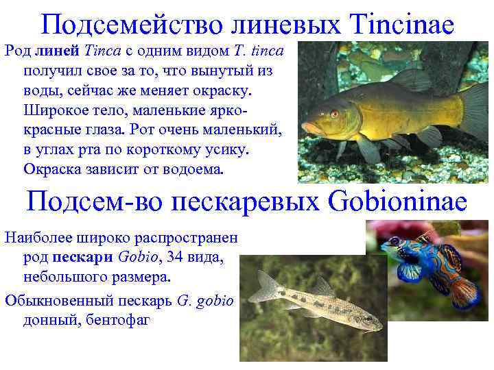 Подсемейство линевых Tincinae Род линей Tinсa с одним видом Т. tinca получил свое за