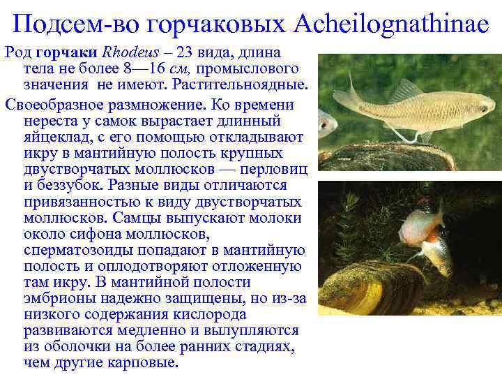 Подсем-во горчаковых Acheilognathinae Род горчаки Rhodeus – 23 вида, длина тела не более 8—