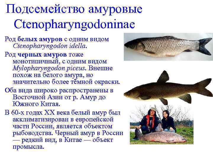 Подсемейство амуровые Ctenopharyngodoninae Род белых амуров с одним видом Ctenopharyngodon idella. Род черных амуров