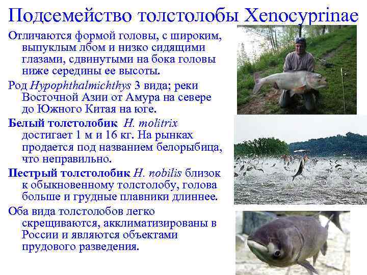 Подсемейство толстолобы Xenocyprinae Отличаются формой головы, с широким, выпуклым лбом и низко сидящими глазами,