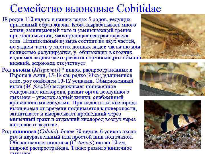Семейство вьюновые Cobitidae 18 родов 110 видов, в наших водах 5 родов, ведущих придонный