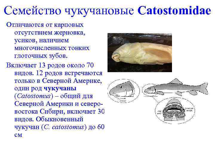 Семейство чукучановые Catostomidae Отличаются от карповых отсутствием жерновка, усиков, наличием многочисленных тонких глоточных зубов.