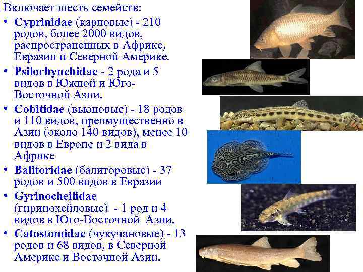 Включает шесть семейств: • Cyprinidae (карповые) - 210 родов, более 2000 видов, распространенных в