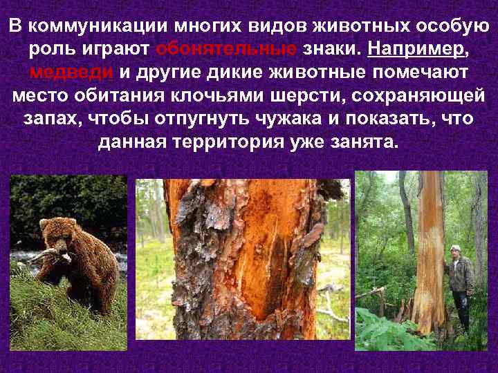 В коммуникации многих видов животных особую роль играют обонятельные знаки. Например, медведи и другие