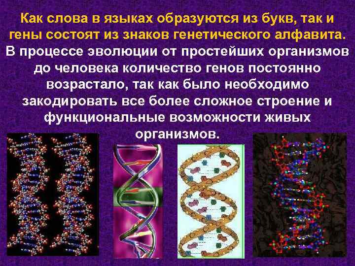 Как слова в языках образуются из букв, так и гены состоят из знаков генетического