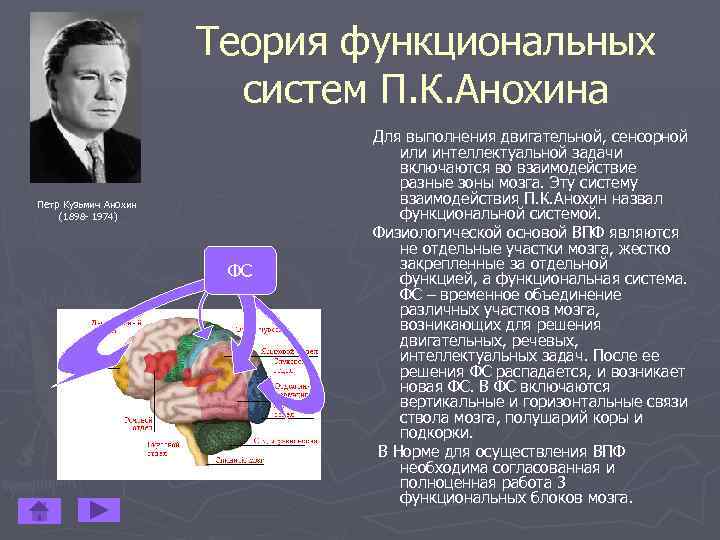 Петр кузьмич анохин фото