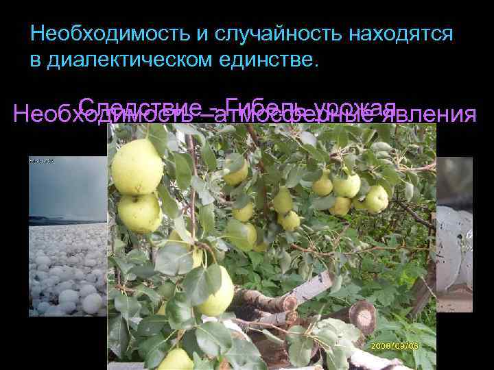 Необходимость и случайность находятся в диалектическом единстве. Следствие - Гибель урожая Необходимость –атмосферные явления