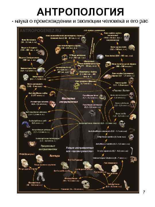 АНТРОПОЛОГИЯ - наука о происхождении и эволюции человека и его рас 7 
