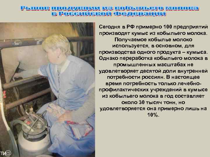 Сегодня в РФ примерно 100 предприятий производят кумыс из кобыльего молока. Получаемое кобылье молоко