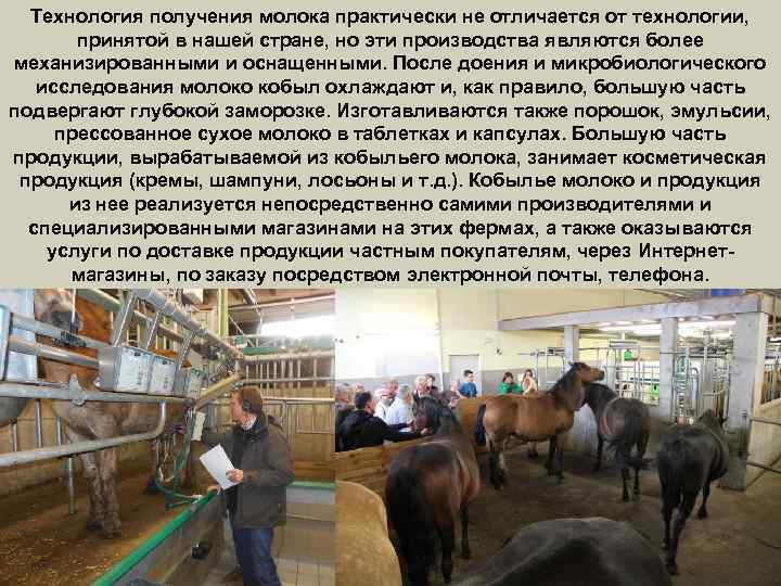 Технология получения молока практически не отличается от технологии, принятой в нашей стране, но эти