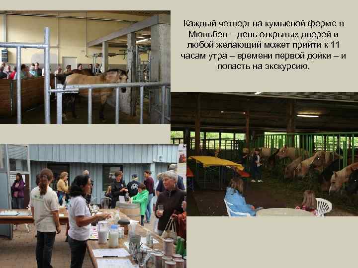Каждый четверг на кумысной ферме в Мюльбен – день открытых дверей и любой желающий
