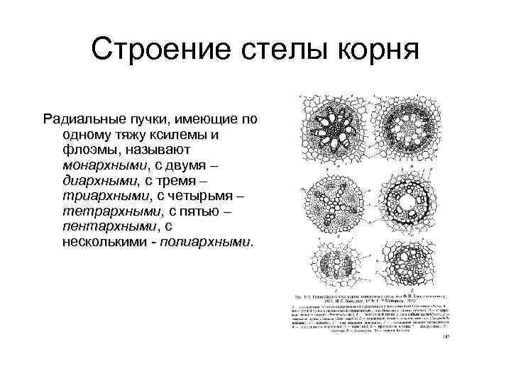 Сосудистые пучки в корневище образуют характерный рисунок