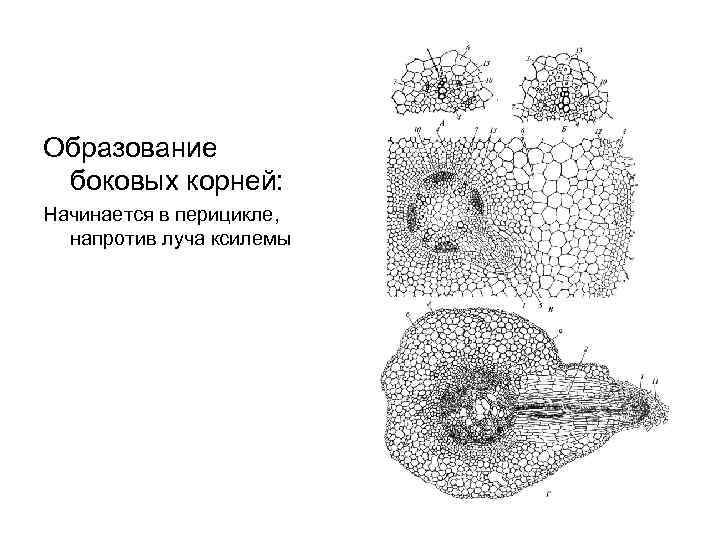 Образование боковых корней: Начинается в перицикле, напротив луча ксилемы 
