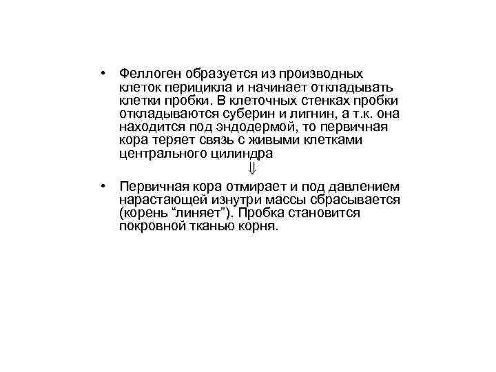  • Феллоген образуется из производных клеток перицикла и начинает откладывать клетки пробки. В