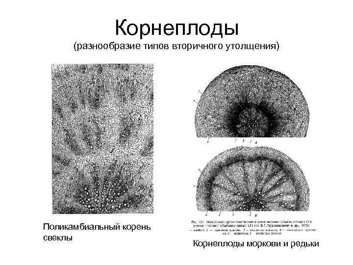 Отметьте на фотографии голосеменного растения вегетативный орган любой и генеративный орган