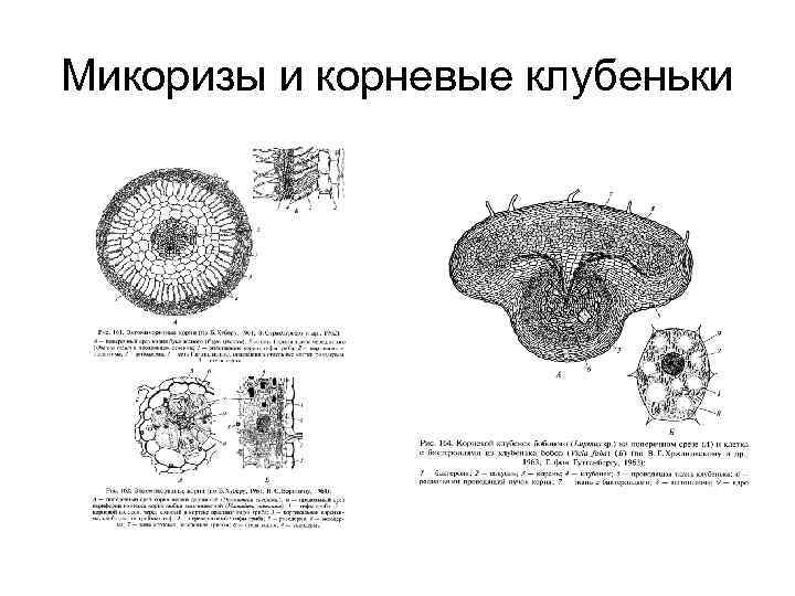 Микоризы и корневые клубеньки 