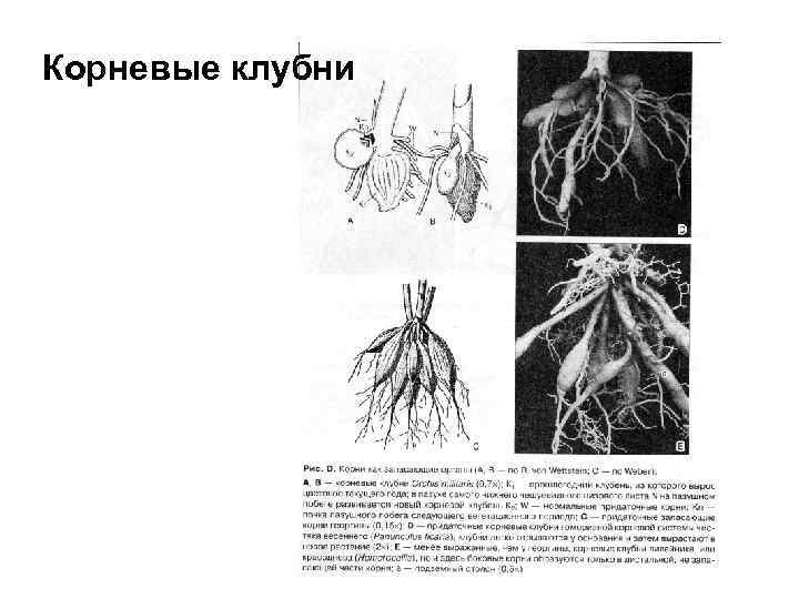 Что такое корневые клубни. Корневые клубеньки. Корневые клубни чистяка схема. Корневые клубни строение. Корневые клубни базальной части корня.