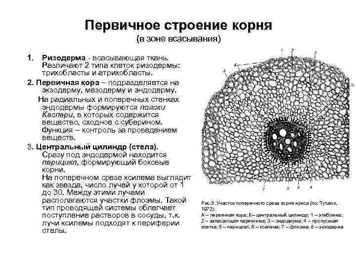 На рисунке изображено микроскопическое строение корня в какой из зон был сделан срез