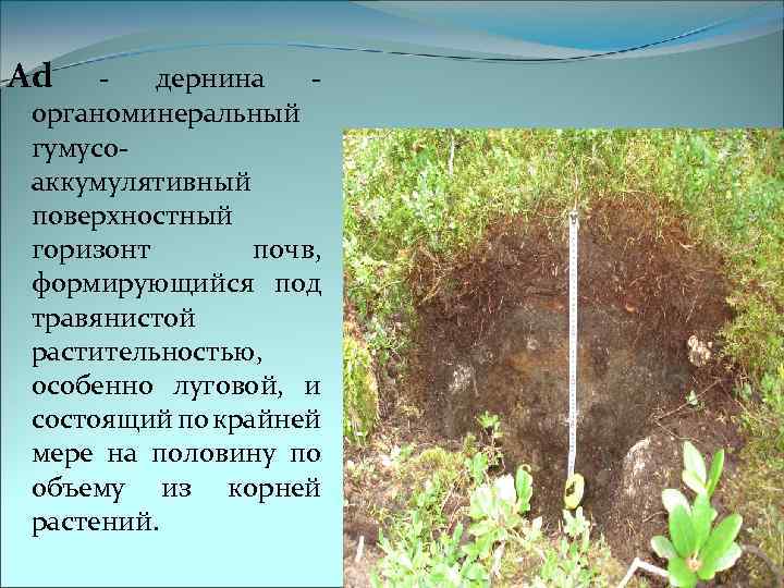 Ad - дернина - органоминеральный гумусоаккумулятивный поверхностный горизонт почв, формирующийся под травянистой растительностью, особенно