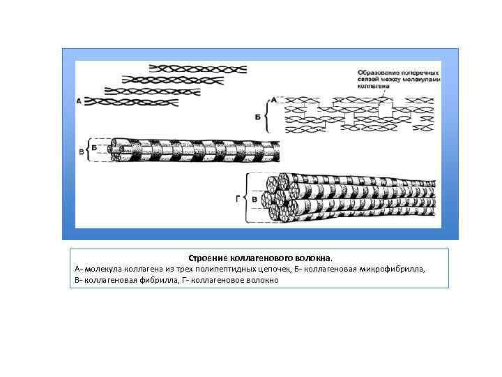 Строение коллагенового волокна. А- молекула коллагена из трех полипептидных цепочек, Б- коллагеновая микрофибрилла, В-