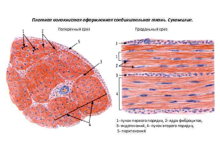 Плотная волокнистая оформленная соединительная ткань. Сухожилие. Поперечный срез Продольный срез 1 - пучок первого