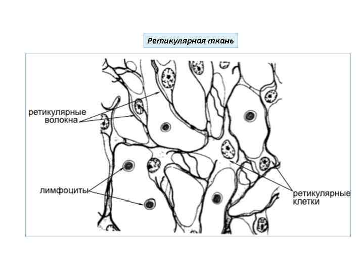 Ретикулярная ткань 
