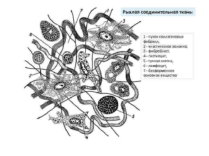 Рыхлая соединительная ткань гистология рисунок