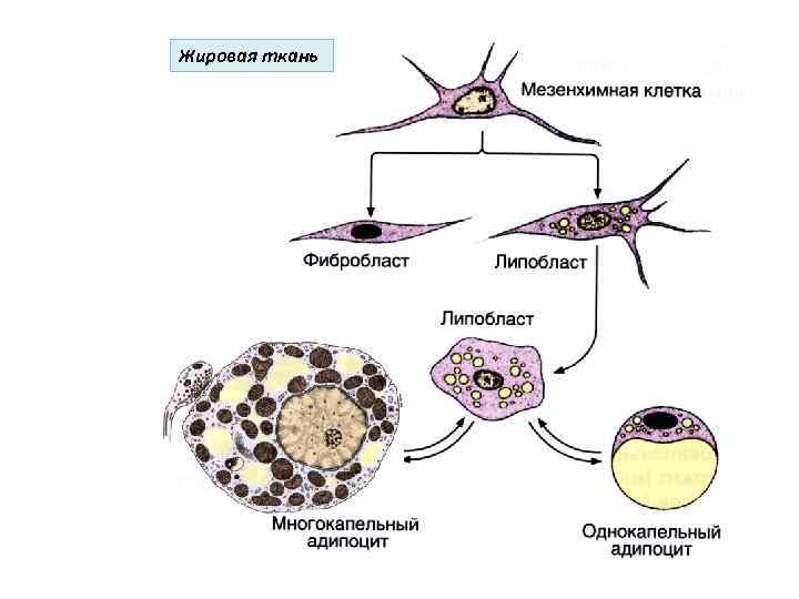 Жировая ткань 