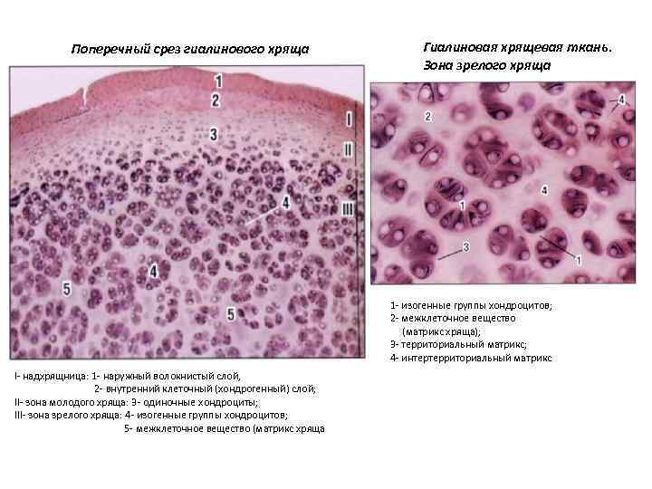 Хрящевая ткань гистология презентация