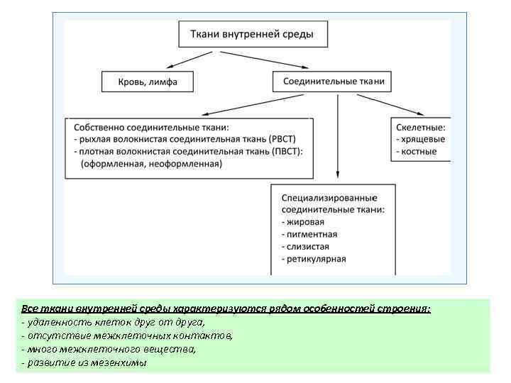 Все ткани внутренней среды характеризуются рядом особенностей строения: - удаленность клеток друг от друга,