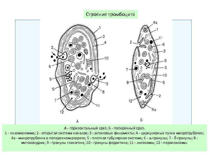 Строение тромбоцита А горизонтальный срез; Б поперечный срез. 1 плазмолемма; 2 открытая система каналов;