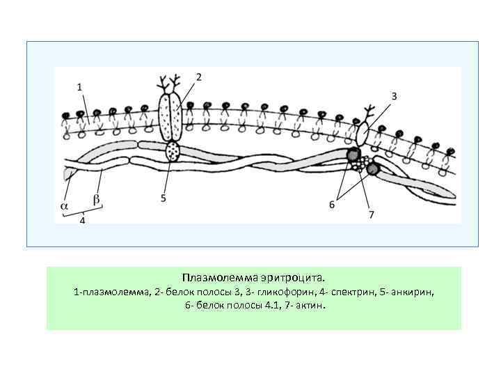 Плазмолемма эритроцита. 1 плазмолемма, 2 белок полосы 3, 3 гликофорин, 4 спектрин, 5 анкирин,