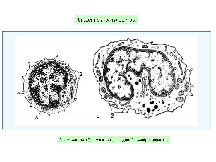 Строение агранулоцитов А — лимфоцит; Б — моноцит: 1 —ядро; 2 —микроворсинки 