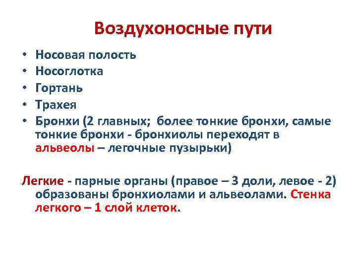 Воздухоносные пути по схеме вейбеля насчитывают порядка ов