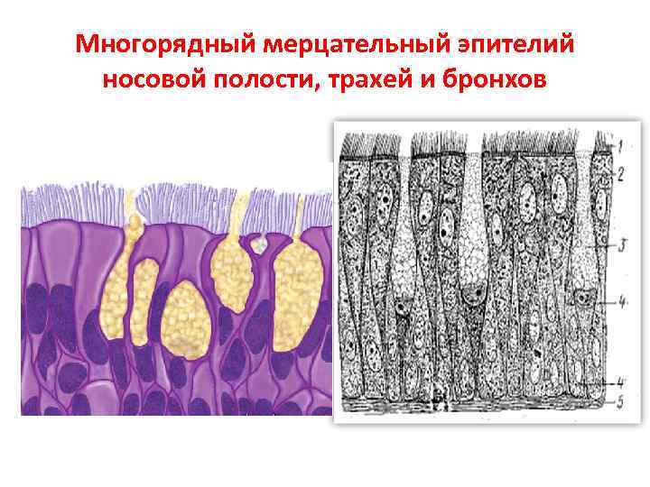 Многорядный мерцательный эпителий носовой полости, трахей и бронхов 