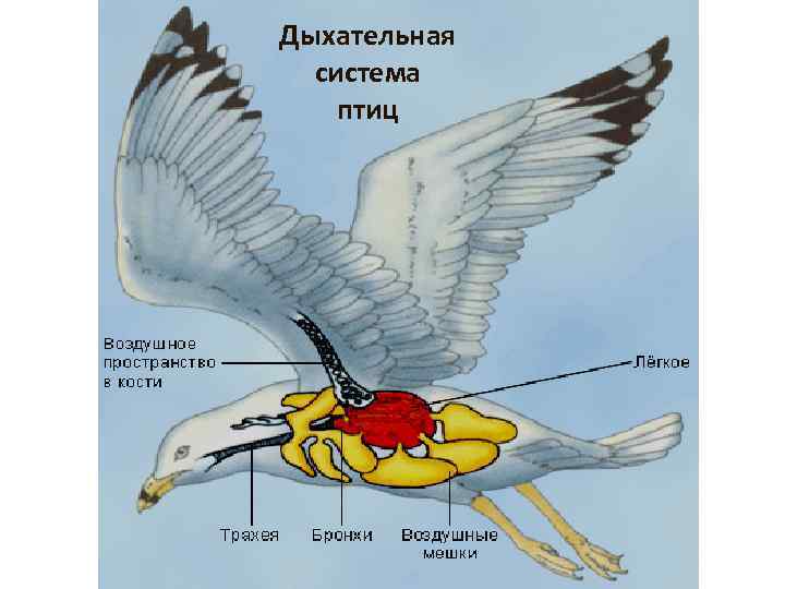 Дыхательная система птиц МОУ 