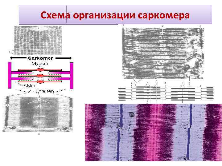 Схема строения саркомера гистология