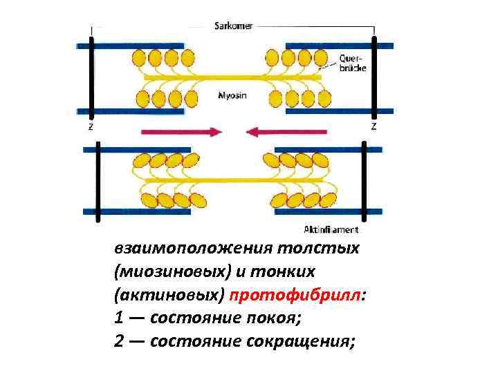 взаимоположения толстых (миозиновых) и тонких (актиновых) протофибрилл: 1 — состояние покоя; 2 — состояние