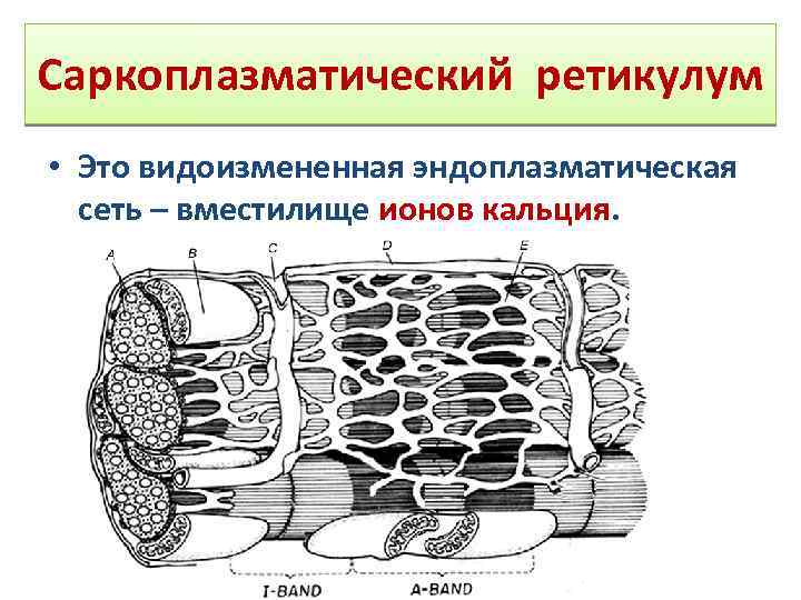 Саркоплазматический ретикулум • Это видоизмененная эндоплазматическая сеть – вместилище ионов кальция. 