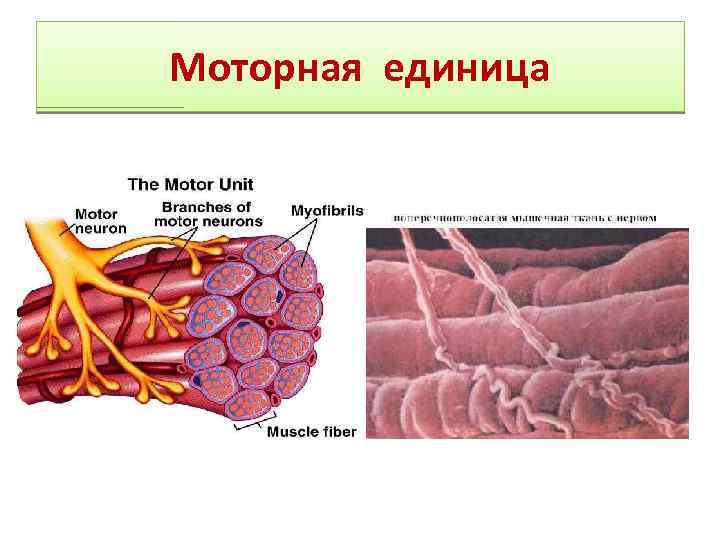 Моторная единица мышцы это