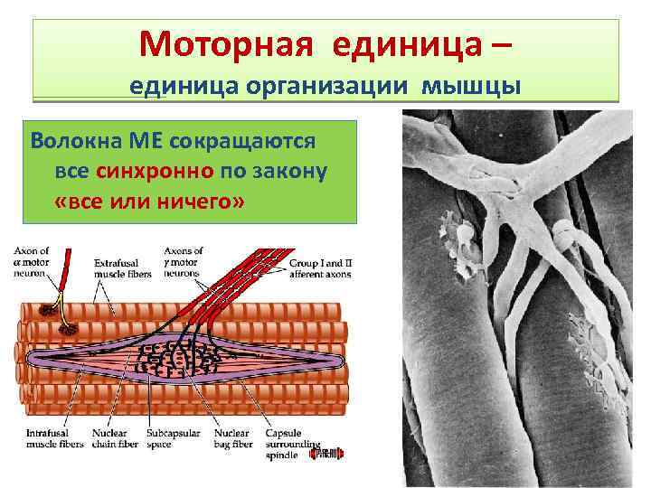 Двигательная моторная единица это