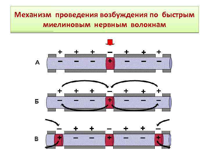 Механизм проведения возбуждения по быстрым миелиновым нервным волокнам 