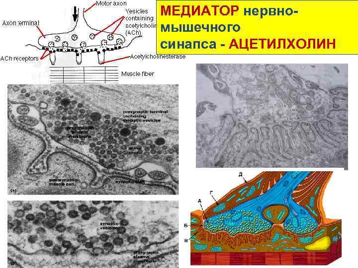 МЕДИАТОР нервномышечного синапса - АЦЕТИЛХОЛИН 