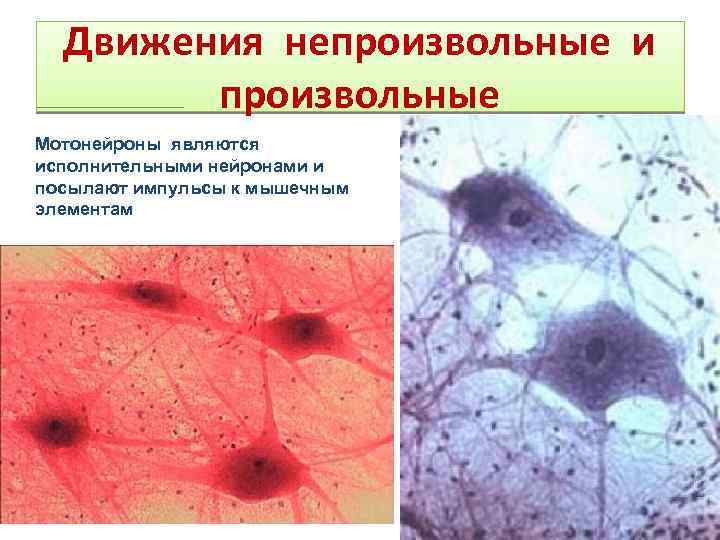 Движения непроизвольные и произвольные Мотонейроны являются исполнительными нейронами и посылают импульсы к мышечным элементам