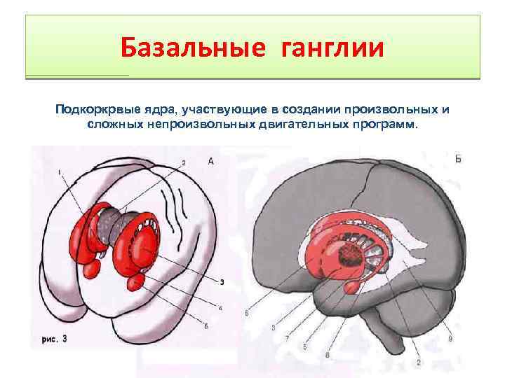 Базальные ганглии Подкоркрвые ядра, участвующие в создании произвольных и сложных непроизвольных двигательных программ. 