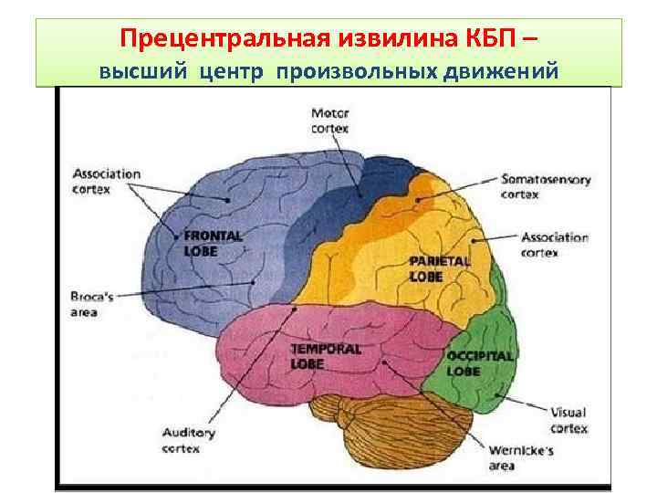 Прецентральная извилина КБП – высший центр произвольных движений 