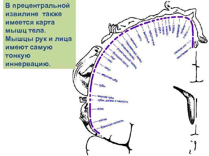 В прецентральной извилине также имеется карта мышц тела. Мышцы рук и лица имеют самую