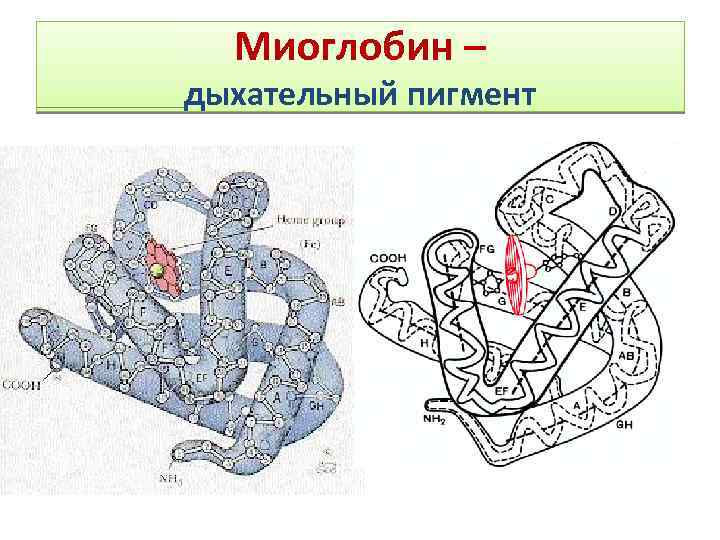 Миоглобин – дыхательный пигмент 